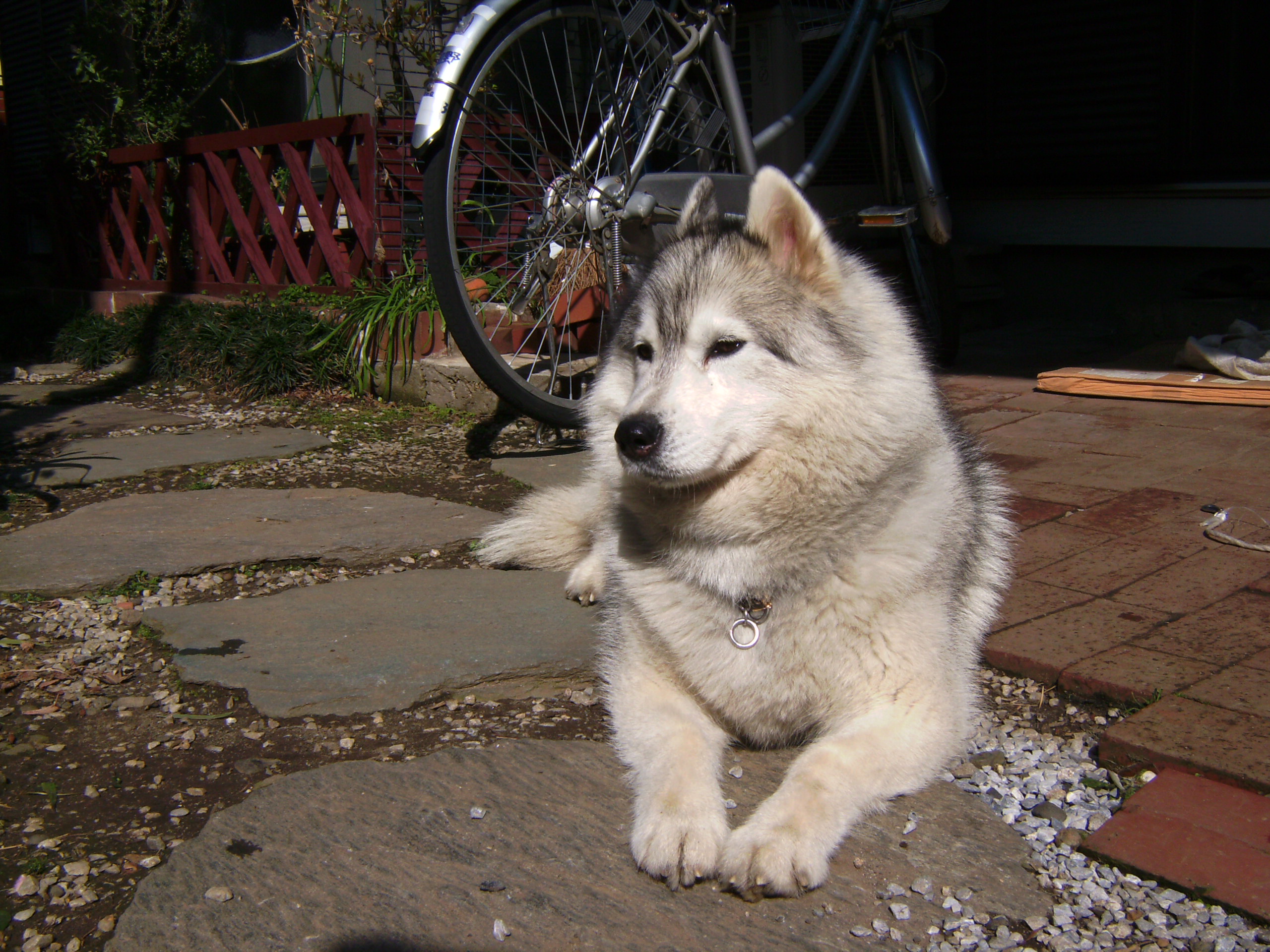 我が家の愛犬 いとしのエリー のワンワン日記